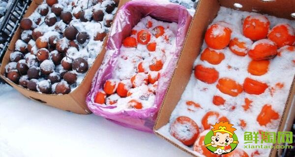 东北冻柿子是什么品种,东北冻柿子产自哪里