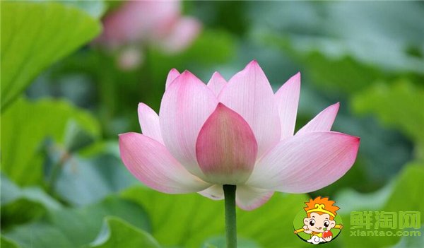 荷花的莲子和莲藕被称为什么,荷花是莲子还是莲藕长出来的