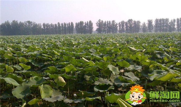 荷花的莲子和莲藕被称为什么,荷花是莲子还是莲藕长出来的