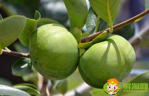 绿色的柿子怎么把它弄熟,什么方法催熟的柿子是硬的