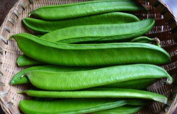 四季豆是什么豆角,和四季豆长得像是什么豆角