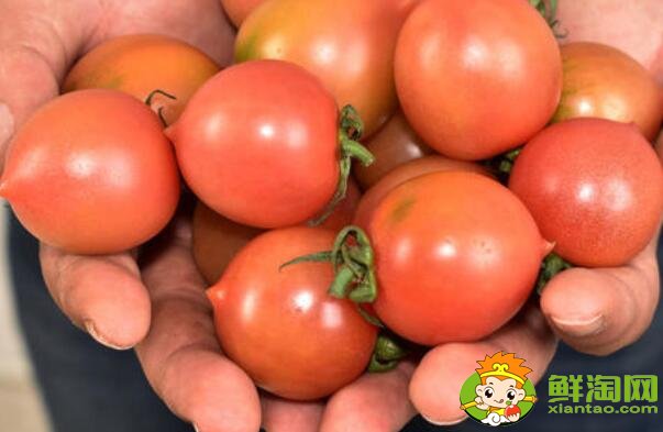 春桃圣女果未全红能吃吗,春桃和圣女果哪个有营养