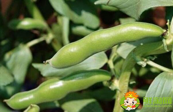 芸豆跟蚕豆是一样的吗,芸豆和蚕豆的区别