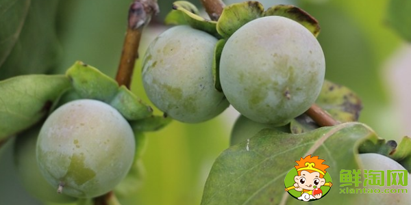 小柿子叫什么名字,最小的柿子叫什么