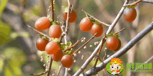 野生小柿子叫什么名字,绿色的柿子叫什么名字