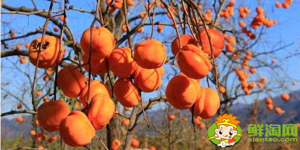 柿子成熟后为什么脱涩,柿子脱涩的方法有哪些