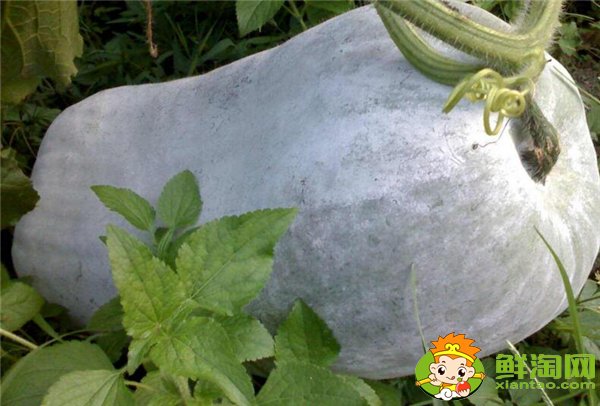 冬瓜什么时候成熟,冬瓜怎么看成熟了没有