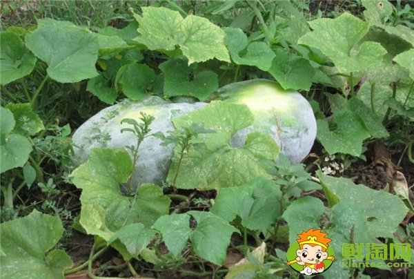冬瓜结果到成熟要多少天,没有成熟的嫩冬瓜能不能吃