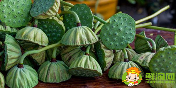 什么品种莲蓬最好吃,水果莲蓬有哪些品种最好