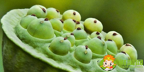 什么品种莲蓬最好吃,水果莲蓬有哪些品种最好