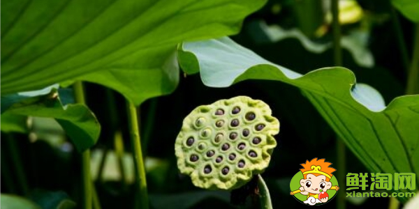 新鲜莲蓬哪里产的好,一亩能产多少莲蓬