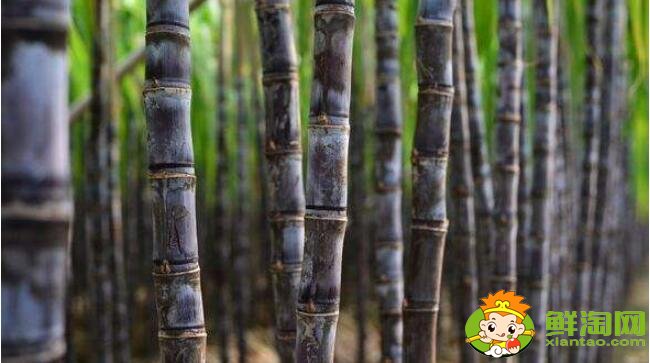 甘蔗最早什么时候成熟,甘蔗几月份最好吃