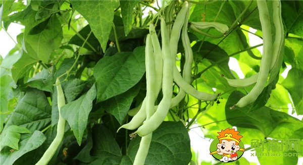 四季豆是什么时候种的,四季豆什么时候种最好