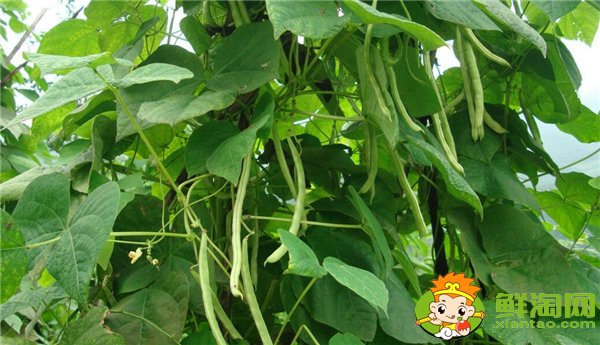 四季豆是什么时候种的,四季豆什么时候种最好