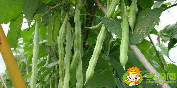 四季豆和豆角的区别,四季豆怎样长期保存