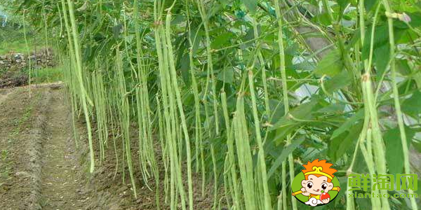 豆角是什么样子的,豆角开的花是什么样子的