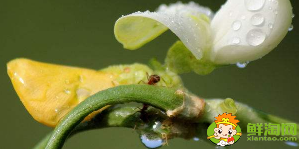 豆角是什么样子的,豆角开的花是什么样子的