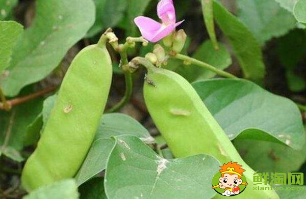 刀豆是扁豆吗,白扁豆和芸豆有什么区别