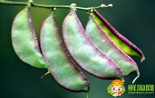 刀豆是扁豆吗,白扁豆和芸豆有什么区别