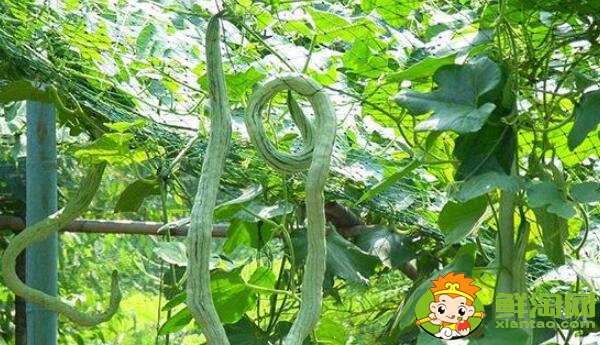 四季豆和蛇豆一样吗,蛇豆和四季豆的区别