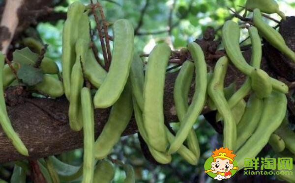 四季豆和蛇豆一样吗,蛇豆和四季豆的区别