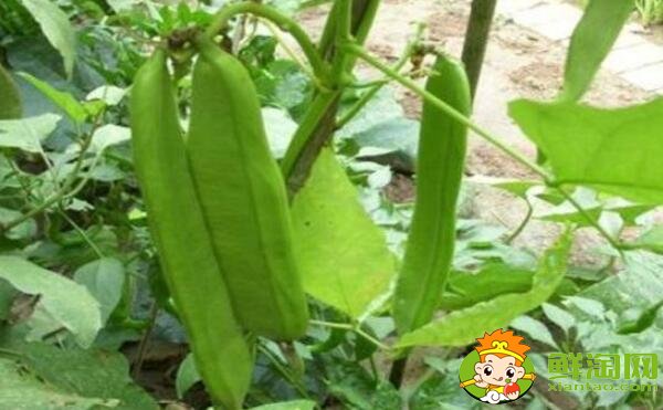 四季豆和蛇豆一样吗,蛇豆和四季豆的区别