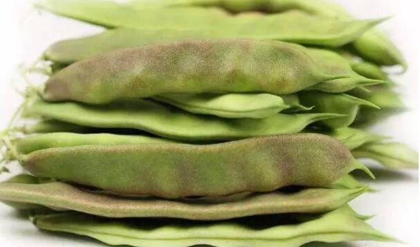 油豆有几种,刀豆和油豆的区别