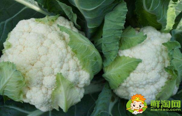 花菜和花椰菜有什么区别,花椰菜是不是花菜和西兰花呀