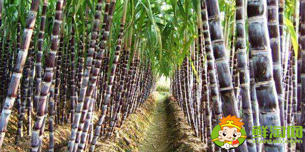 云南甘蔗什么时候成熟,云南甘蔗什么时候上市