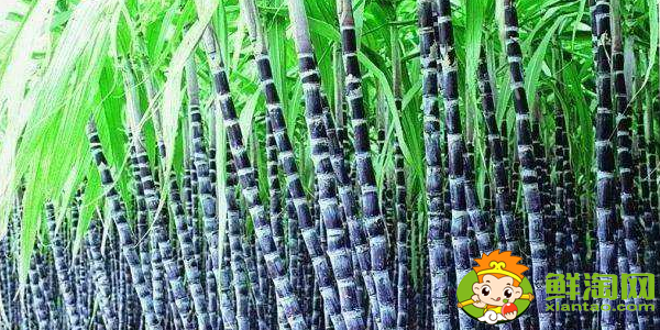 云南甘蔗什么时候成熟,云南甘蔗什么时候上市