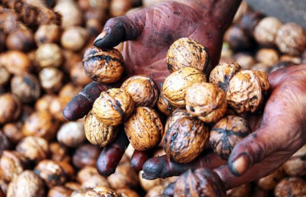 青皮核桃怎么去皮快,新鲜核桃如何去青皮