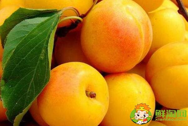 杏子是银杏果实吗,外形像杏子一样的果实