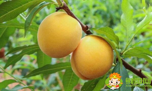 杏子是银杏果实吗,外形像杏子一样的果实