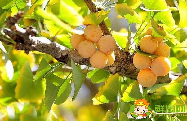 银杏和杏子的区别,杏子是杏花结的果实吗