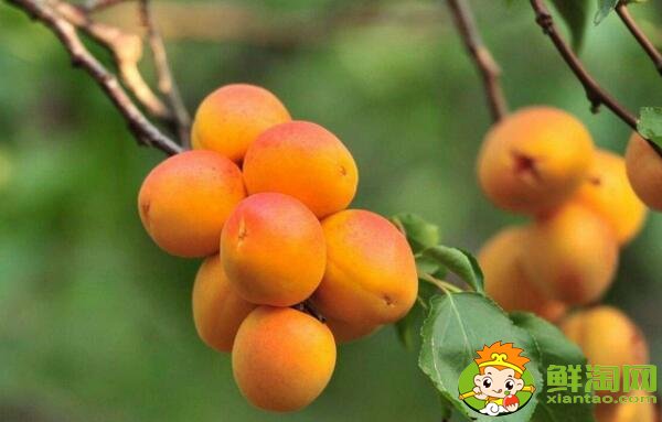 银杏和杏子的区别,杏子是杏花结的果实吗