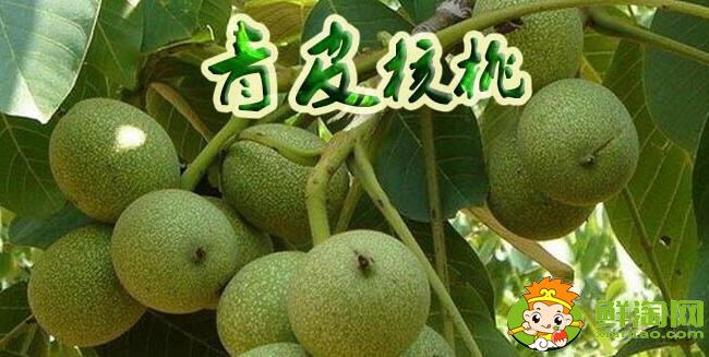 青皮核桃那里卖,青皮核桃是哪里的出名