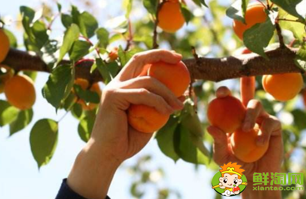 杏子怎么去核,杏子如何去涩