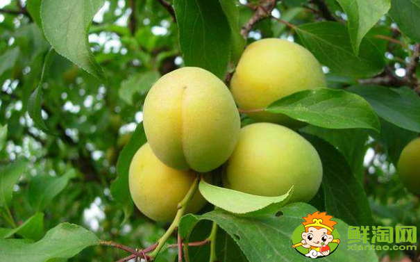 杏子有点酸可以怎么做,没熟的杏子可以怎么用