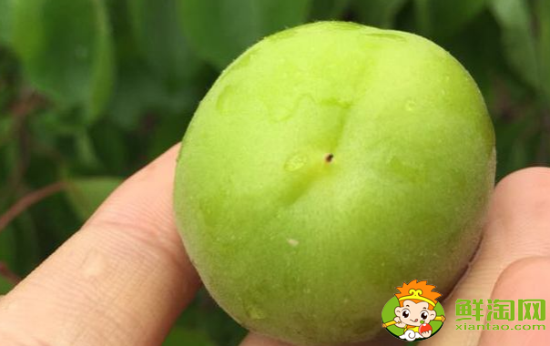 杏子有点酸可以怎么做,没熟的杏子可以怎么用