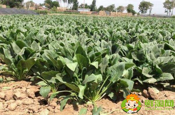 什么月份吃菠菜,菠菜一年能种几次