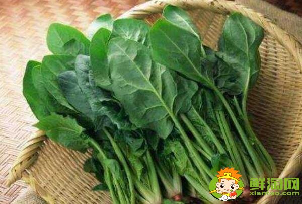 菠菜什么季节吃,菠菜可不可以生吃