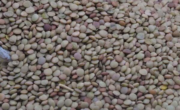 小扁豆一天吃多少合,小扁豆当主食一顿吃多少克