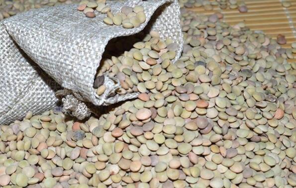 小扁豆是什么季节种的,小扁豆和扁豆一样吗