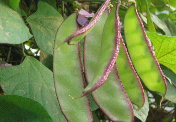 小扁豆是什么季节种的,小扁豆和扁豆一样吗