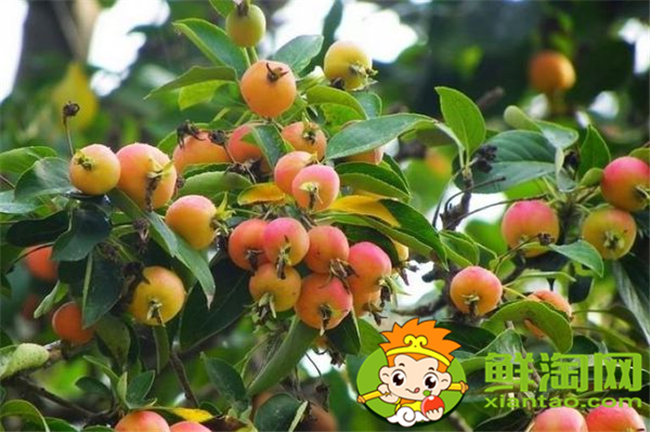 垂丝海棠果实是核果吗,垂丝海棠果实类型