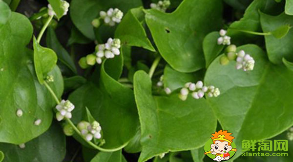 木耳菜开什么颜色的花,木耳菜的花是否去掉