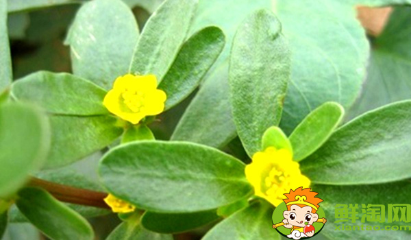 马齿苋是什么季节的菜,马齿苋是什么样子的野菜