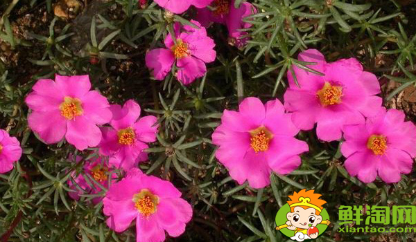 马齿苋是什么季节的菜,马齿苋是什么样子的野菜