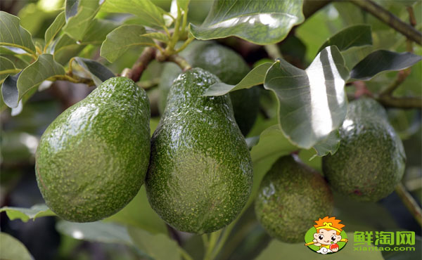 网购牛油果怎么挑,牛油果怎么挑选哪种最好