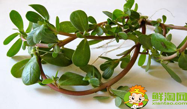 假马齿苋可以吃吗,真假马齿苋最大区别